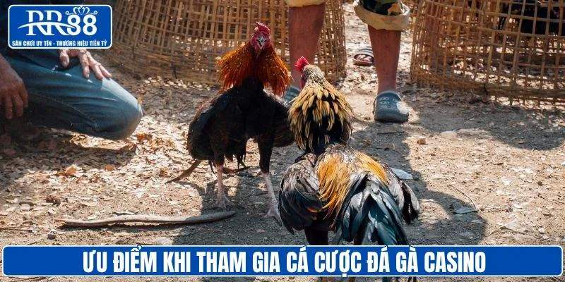 Hình thức chọi gà casino trực tiếp có nhiều ưu điểm